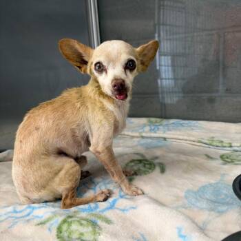 Jeffery -  Chihuahua Dog for Adoption in Yuma, Arizona - Jeffery | PetCurious