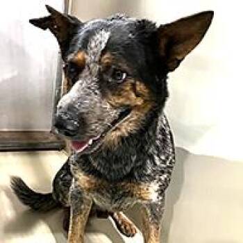 Bandit - URGENT -  Australian Cattle Dog Blue Heeler Dog for Adoption in Thousand Oaks, California - Bandit - URGENT | PetCurious