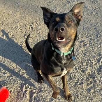 Mixed Breed Dogs Available for Adoption - Glen | PetCurious