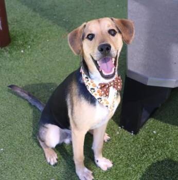 Agave -  Mixed Breed Dog for Adoption in Athens, Georgia - Agave | PetCurious