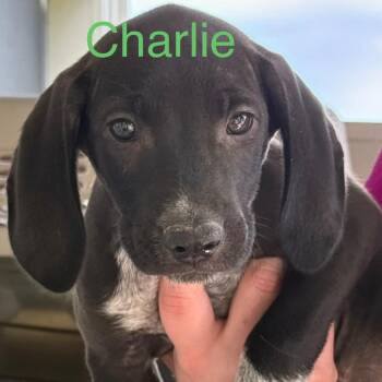 Charlie -  Mixed Breed Dog for Adoption in Allentown, Pennsylvania - Charlie | PetCurious