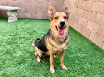SAVE ME PLEASE Phoebe - IDA535687 -  Shepherd Dog for Adoption in San Marcos, California - SAVE ME PLEASE Phoebe - IDA535687 | PetCurious