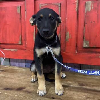 Mixed Breed Dogs Available for Adoption in Midland, Texas - FWT Emerald | PetCurious
