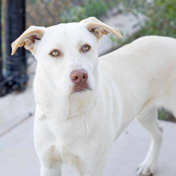 Labrador Retriever Dogs Available for Adoption - Frosty | PetCurious