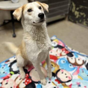 Stoney -  Yellow Labrador Retriever and Shepherd Dog for Adoption in Jacksboro, Tennessee - Stoney | PetCurious
