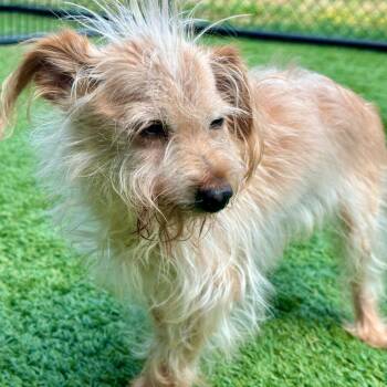 Koda -  Mixed Breed Dog for Adoption in Matteson, Illinois - Koda | PetCurious