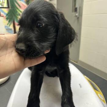 Wire Fox Terrier Dogs Available for Adoption in Lufkin, Texas - Mitch | PetCurious