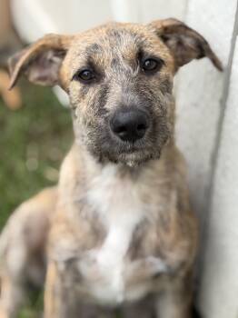 Fanta -  Wirehaired Terrier Dog for Adoption in Lorida, Florida - Fanta | PetCurious