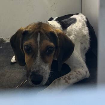 Jud -  Beagle Dog for Adoption in Pine Bluff, Arkansas - Jud | PetCurious