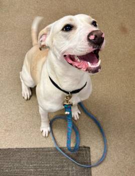 Mixed Breed Dogs Available for Adoption in Springfield, Ohio - Donita | PetCurious