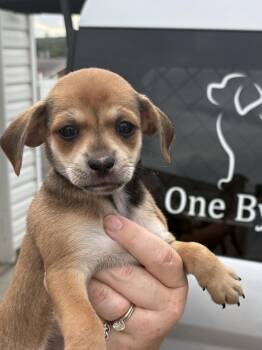 Latte -  Chihuahua and Mixed Breed Dog for Adoption in Irwin, Pennsylvania - Latte | PetCurious