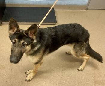 Rescue Mixed Breed Dogs for Adoption in Chamblee, Georgia - Addison | PetCurious