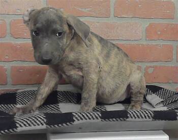 A2090636 -  Labrador Retriever and Mixed Breed Dog for Adoption in Houston, Texas - A2090636 | PetCurious