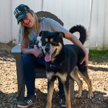 Mixed Breed Dogs Available for Adoption in Chamblee, Georgia - Tanner | PetCurious
