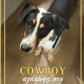 Rescue Cattle Dog Dogs for Adoption in Phoenix, Arizona - Cowboy | PetCurious