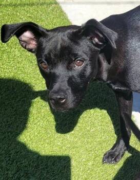 Drake -  Mixed Breed Dog for Adoption in Commerce, Texas - Drake | PetCurious