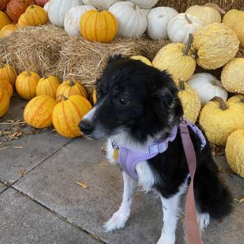 Rescue Australian Shepherd Dogs for Adoption in Newport, Washington - Poppy Roo | PetCurious