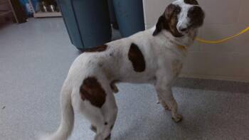 Saint Bernard and Mixed Breed Dogs Available for Adoption in Pasadena, Texas - A184655 | PetCurious