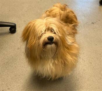 Tibetan Terrier Dogs Available for Adoption in San Francisco, California - YETI | PetCurious