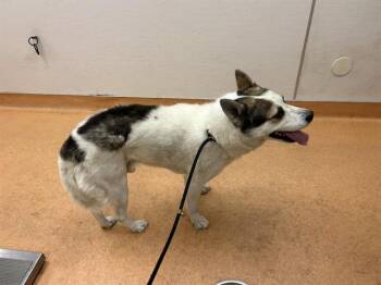 Siberian Husky Dogs Available for Adoption in Martinez, California - KIPPER | PetCurious
