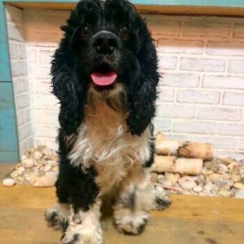 Bandit -  Cocker Spaniel Dog for Adoption in Baton Rouge, Louisiana - Bandit | PetCurious