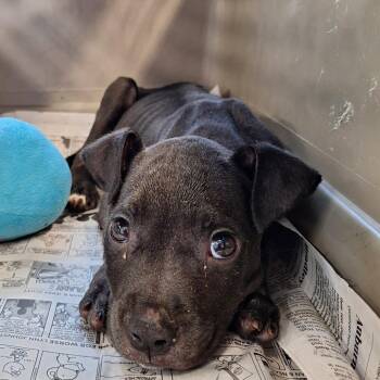 Fisher -  Terrier Dog for Adoption in Montgomery, Alabama - Fisher | PetCurious