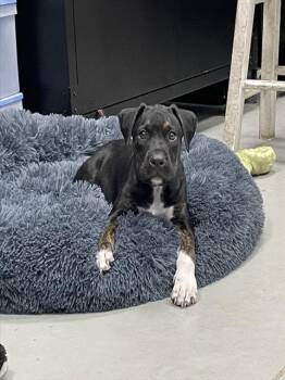 A137456 -  Mixed Breed Dog for Adoption in Palmetto, Florida - A137456 | PetCurious