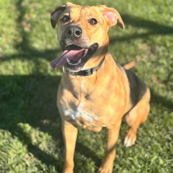 Rescue Mixed Breed Dogs for Adoption in Parkersburg, West Virginia - Jules | PetCurious