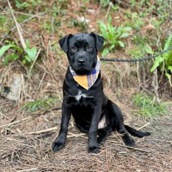Franklin -  Labrador Retriever and Mixed Breed Dog Available for Adoption in Ellijay, Georgia - Franklin | PetCurious