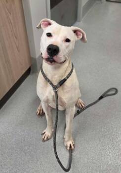 Zero -  Pit Bull Terrier and Mixed Breed Dog for Adoption in Chillicothe, Ohio - Zero | PetCurious