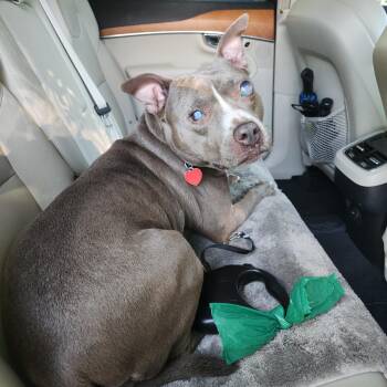 Pit Bull Terrier and Mixed Breed Dogs Available for Adoption in Buford, Georgia - Dixie - Perfect Girl! - And Blind  | PetCurious