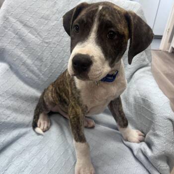 Samson -  Pit Bull Terrier Dog for Adoption in Waco, Texas - Samson | PetCurious