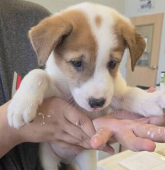 Devaney / John -  Labrador Retriever and Mixed Breed Dog for Adoption in Broomfield, Colorado - Devaney / John | PetCurious
