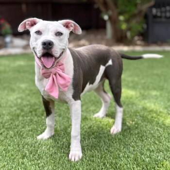 Griselda -  Pit Bull Terrier Dog for Adoption in Fairfield, Connecticut - Griselda | PetCurious