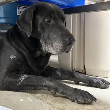 Peaches -  Chocolate Labrador Retriever and Great Dane Dog for Adoption in Galveston, Texas - Peaches | PetCurious