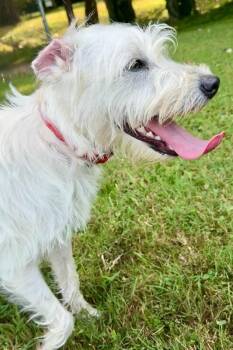 Sassy -  Schnauzer Dog for Adoption in Maryville, Tennessee - Sassy | PetCurious
