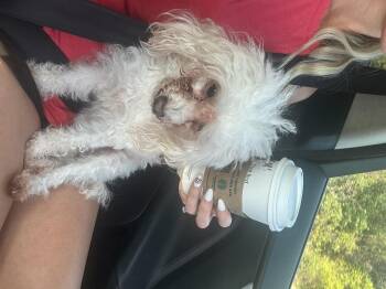 Cinnamon -  Poodle Dog for Adoption in Garland, Texas - Cinnamon | PetCurious