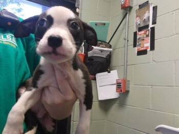 BRIAN -  Pit Bull Terrier and Mixed Breed Dog for Adoption in Tulsa, Oklahoma - BRIAN | PetCurious