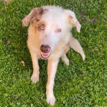 Australian Shepherd Dogs Available for Adoption in Birmingham, Alabama - Opossum | PetCurious