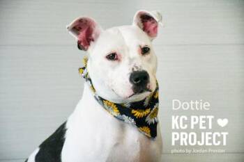 Dottie -  Pit Bull Terrier and Mixed Breed Dog for Adoption in Kansas City, Missouri - Dottie | PetCurious