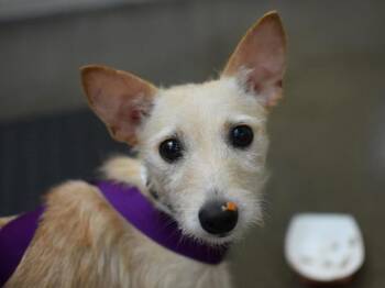 Antonio -  Terrier and Chihuahua Dog for Adoption in Portland, Oregon - Antonio | PetCurious