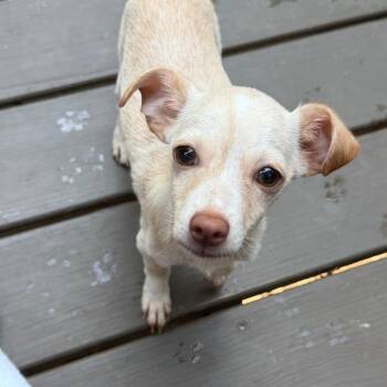 Peso -  Chihuahua and Mixed Breed Dog for Adoption in Wake Forest, North Carolina - Peso | PetCurious