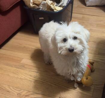 Havanese and Coton De Tulear Dogs Available for Adoption - Rory | PetCurious