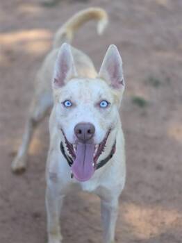 CUSTARD -  Siberian Husky and Carolina Dog Dog for Adoption in York, South Carolina - CUSTARD | PetCurious