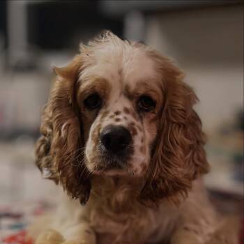 Cocker Spaniel Dogs Available for Adoption - Biggie | PetCurious