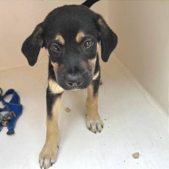 Mixed Breed Dogs Available for Adoption in Chattanooga, Tennessee - Wallabaloo | PetCurious