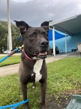 Sasha -  Mixed Breed Dog for Adoption in Vero Beach, Florida - Sasha | PetCurious