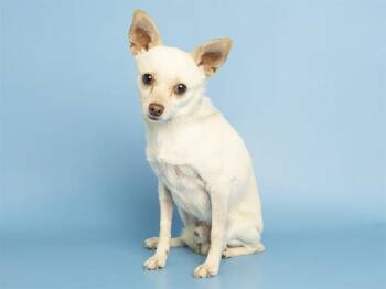 OLLIE -  Chihuahua Dog Available for Adoption in Phoenix, Arizona - OLLIE | PetCurious