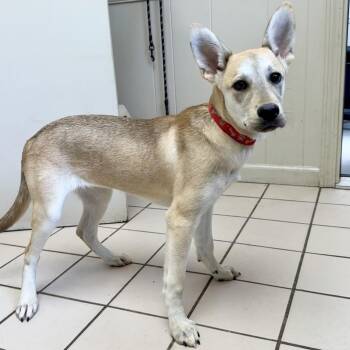 Shepherd Dogs Available for Adoption - TUSC-Stray-83729 | PetCurious