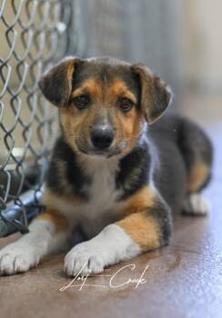 Basil -  German Shepherd Dog and Mixed Breed Dog for Adoption in Kalispell, Montana - Basil | PetCurious
